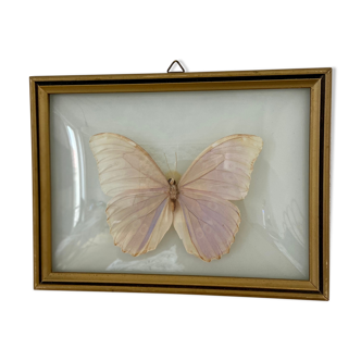 Naturalized butterfly frame