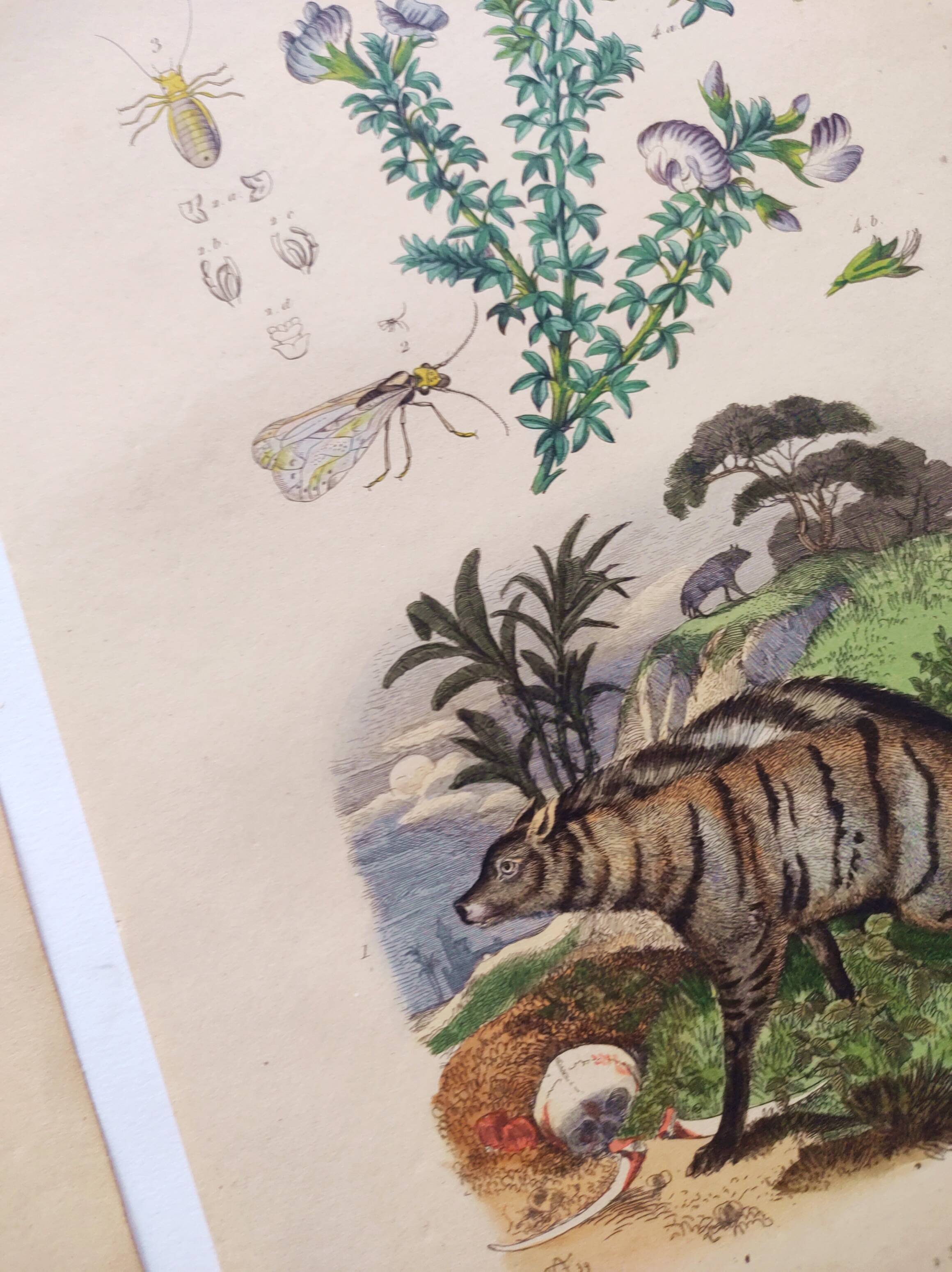 3 Antique Engravings from 1839 - Set of 3 Hand-Colored Plates