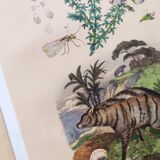 3 Antique Engravings from 1839 - Set of 3 Hand-Colored Plates