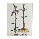 Pharmaceutical advertising poster - Botany No.37