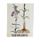 Pharmaceutical advertising poster - Botany No.37