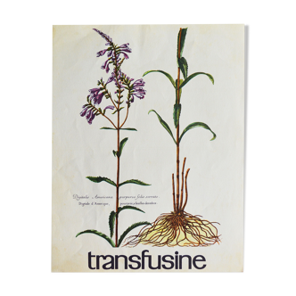 Affiche publicitaire pharmaceutique Botanique n°37
