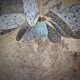 Pendant light, chandelier, rattan petals and fabric flower and blue Clichy globe