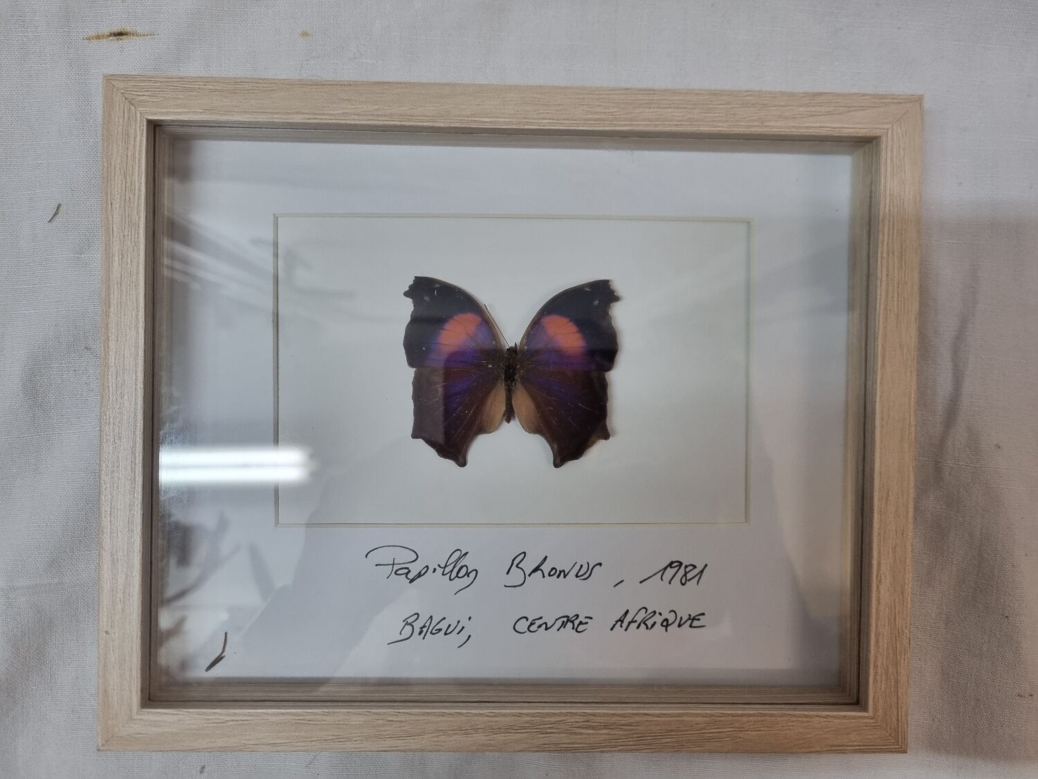 Bronus naturalized butterfly, 1981