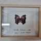 Bronus naturalized butterfly, 1981