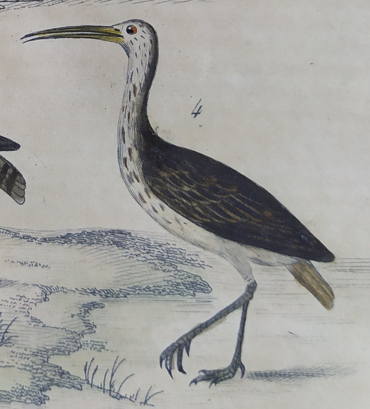 Original ornithological board " Ibis white & black - Curlele - &c... Buffon (1837)