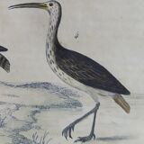 Planche ornithologique originale " Ibis blanc & noir - Courlis - &c... Buffon 1837