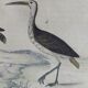 Original ornithological board " Ibis white & black - Curlele - &c... Buffon (1837)