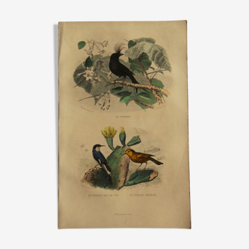 Buffon 1838 - ornithological board
