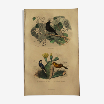 Planche ornithologique Buffon 1838