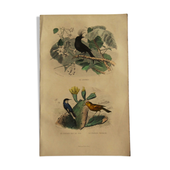 Planche ornithologique Buffon 1838