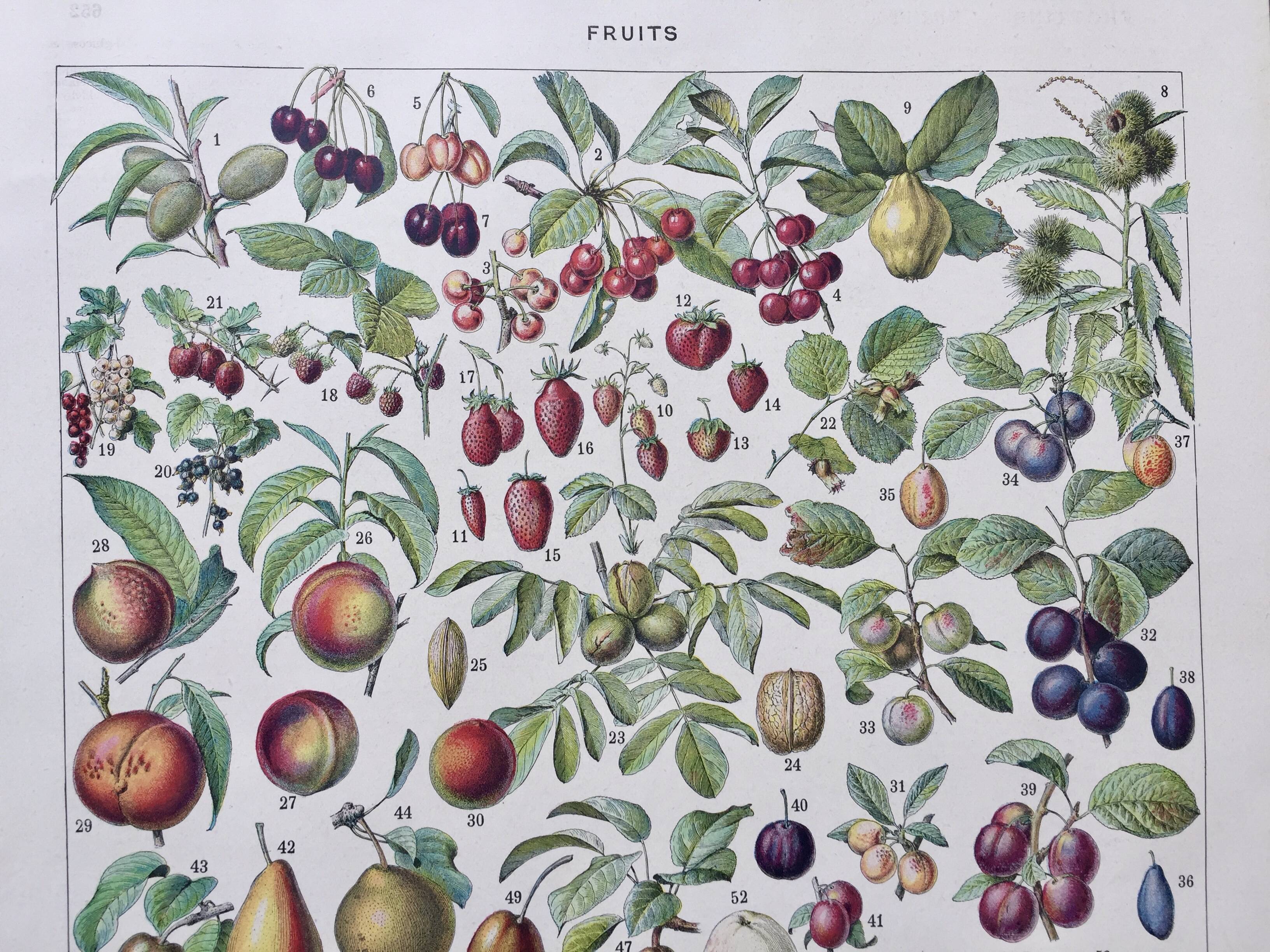 Old illustration Millot "Fruits"
