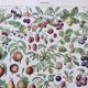 Old illustration Millot "Fruits"