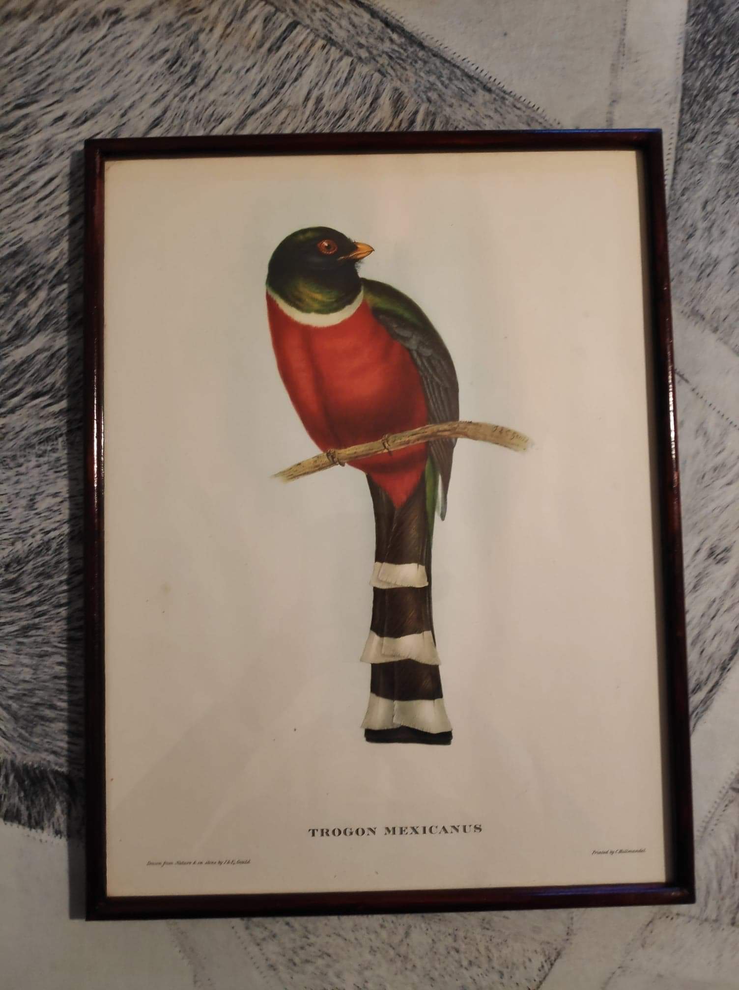 Ancient bird lithographs J and E Gould, brown wooden frame