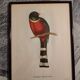 Ancient bird lithographs J and E Gould, brown wooden frame