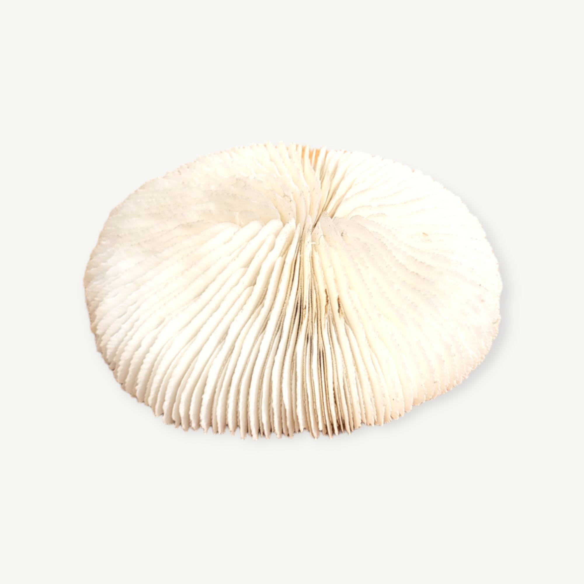 Ancient Coral Fungia or Shark Cushion