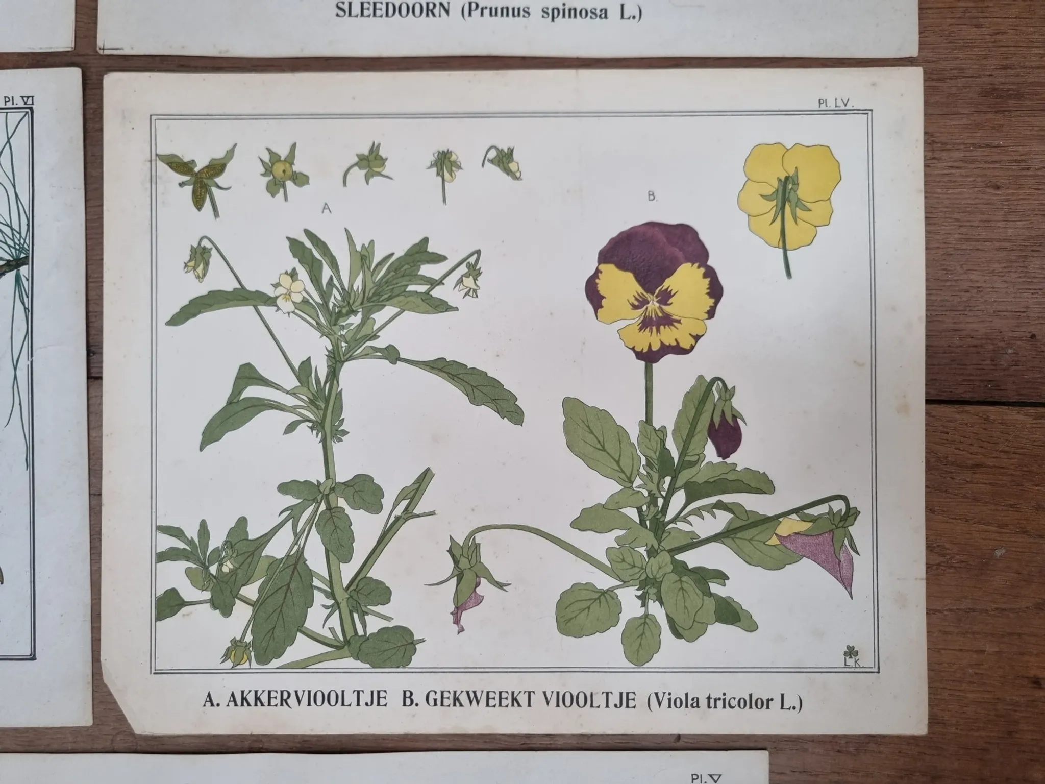 Set of 9 botanical plates – Atlas van Nederlandsche planten, L. Klaver