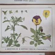 Set of 9 botanical plates – Atlas van Nederlandsche planten, L. Klaver