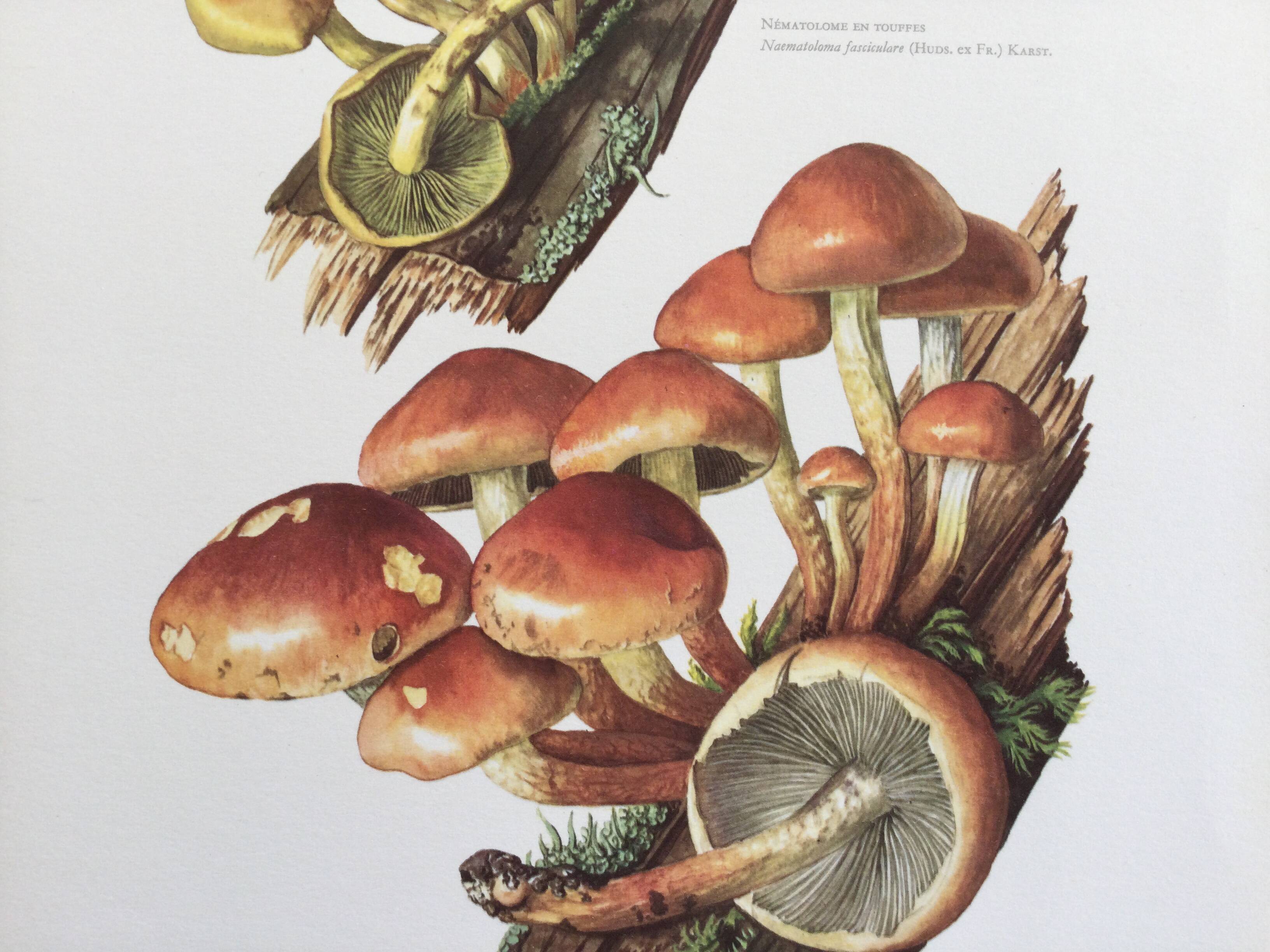 Botanical Illustration Mushrooms Nematoloma Bricket Vintage Print 60s