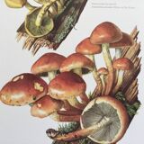 Botanical Illustration Mushrooms Nematoloma Bricket Vintage Print 60s