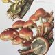 Botanical Illustration Mushrooms Nematoloma Bricket Vintage Print 60s