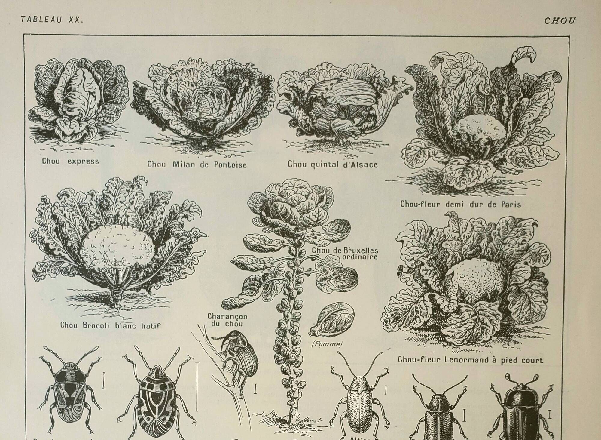 Old engraving 1922, Cabbage, vegetable garden, farm, agriculture, vegetable • Lithograph, original illustration