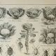 Old engraving 1922, Cabbage, vegetable garden, farm, agriculture, vegetable • Lithograph, original illustration