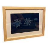 Cyanotype fleurs de carottes