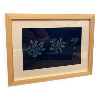 Carrot flower cyanotype