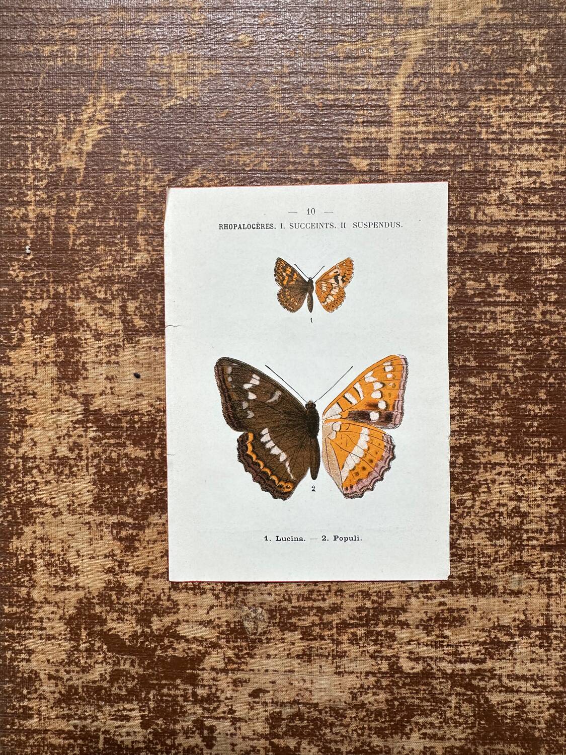 Naturalist engraving Butterfly Art Deco Circa 1800 botanical plate