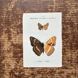 Lithographie naturaliste "Papillon" Art Déco, circa 1890