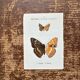 Naturalist engraving Butterfly Art Deco Circa 1800 botanical plate