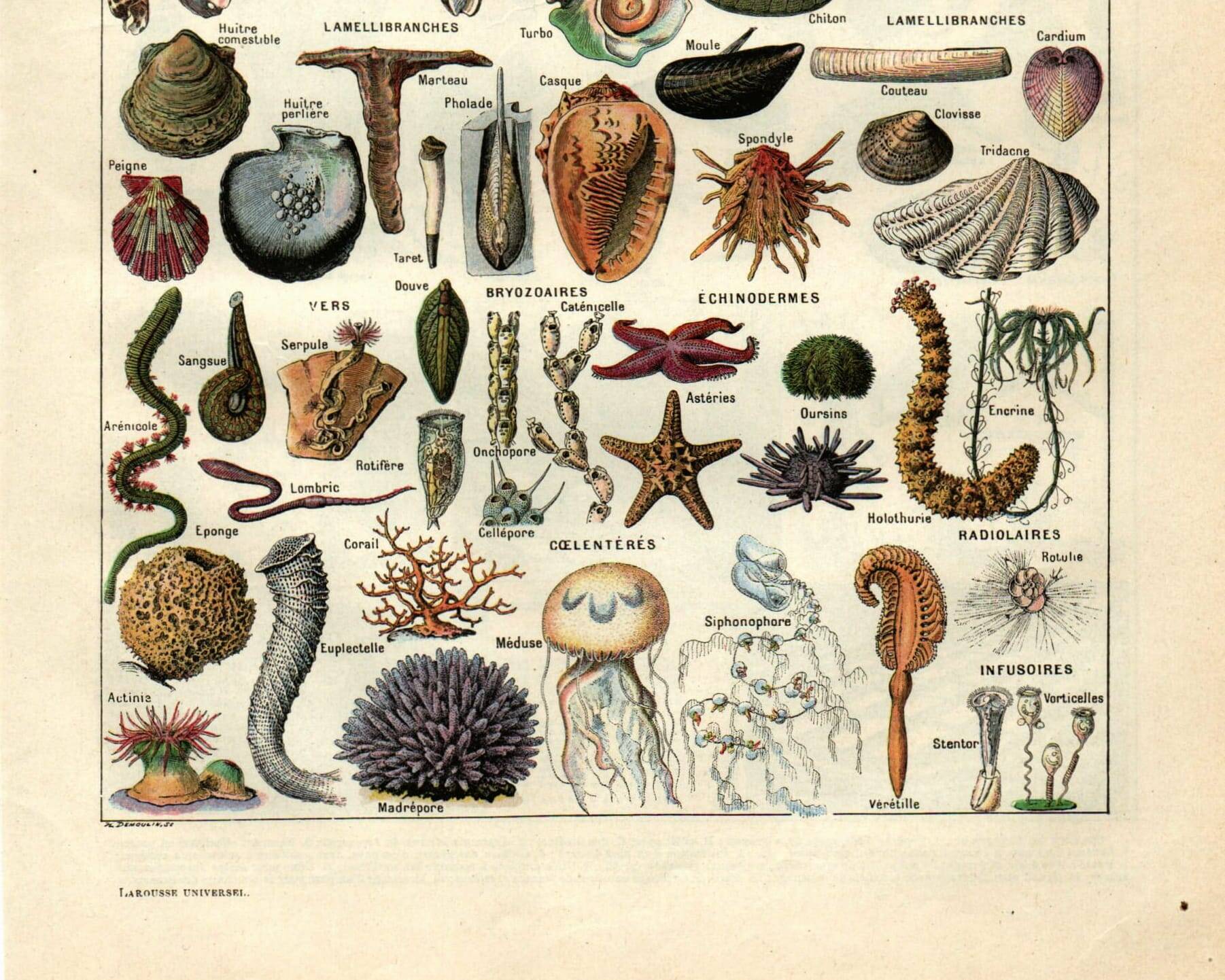 Old engraving - 1923 - Molluscs, marine animals. Vintage lithograph.