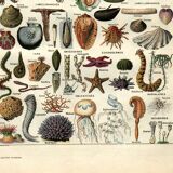 Old engraving - 1923 - Molluscs, marine animals. Vintage lithograph.