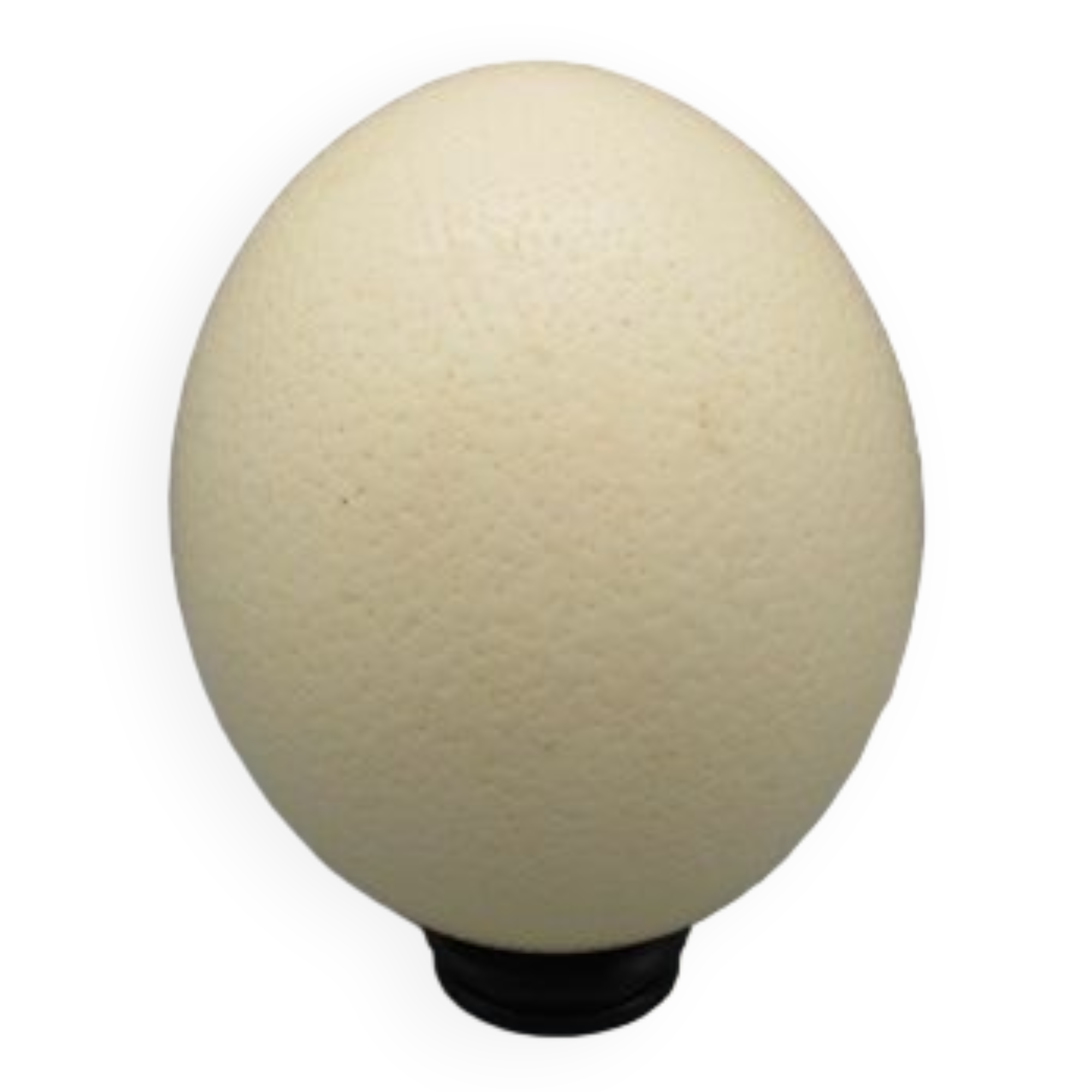 Ostrich egg on pedestal