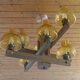 Large Vintage Rustic Wooden Chandelier Amber Glass shades Carved Wood 1980