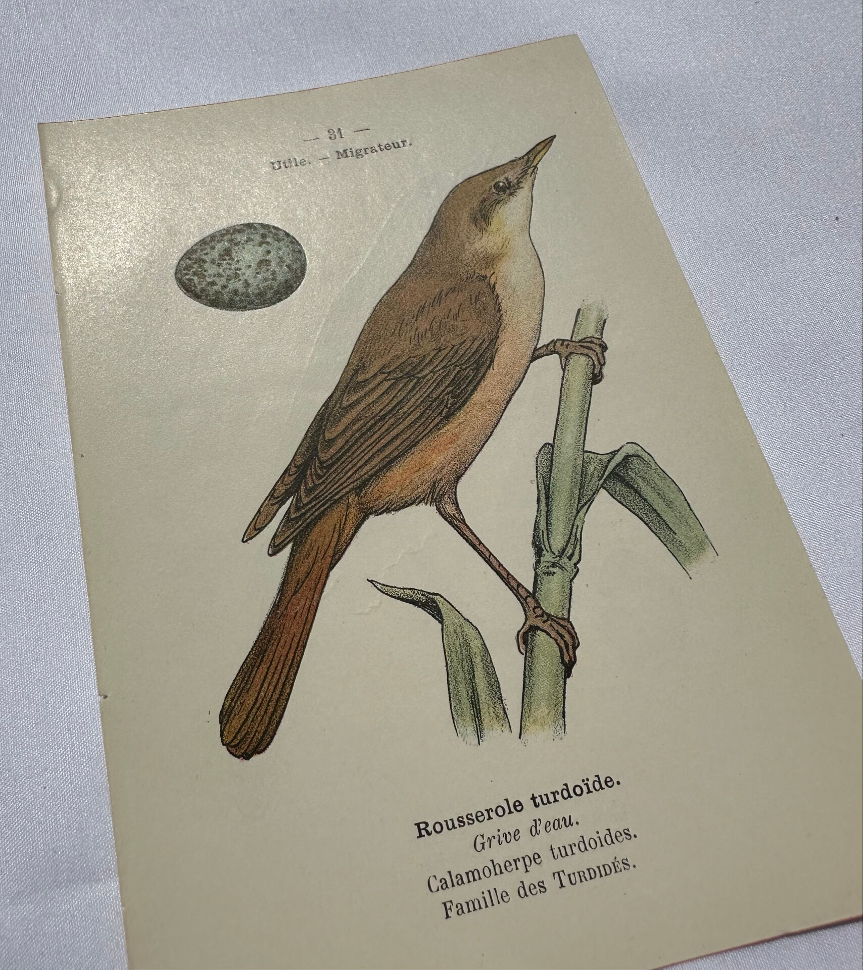 Planche Botanique Gravure oiseaux naturaliste  19eme recto verso  A