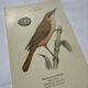 Planche Botanique Gravure oiseaux naturaliste  19eme recto verso  A