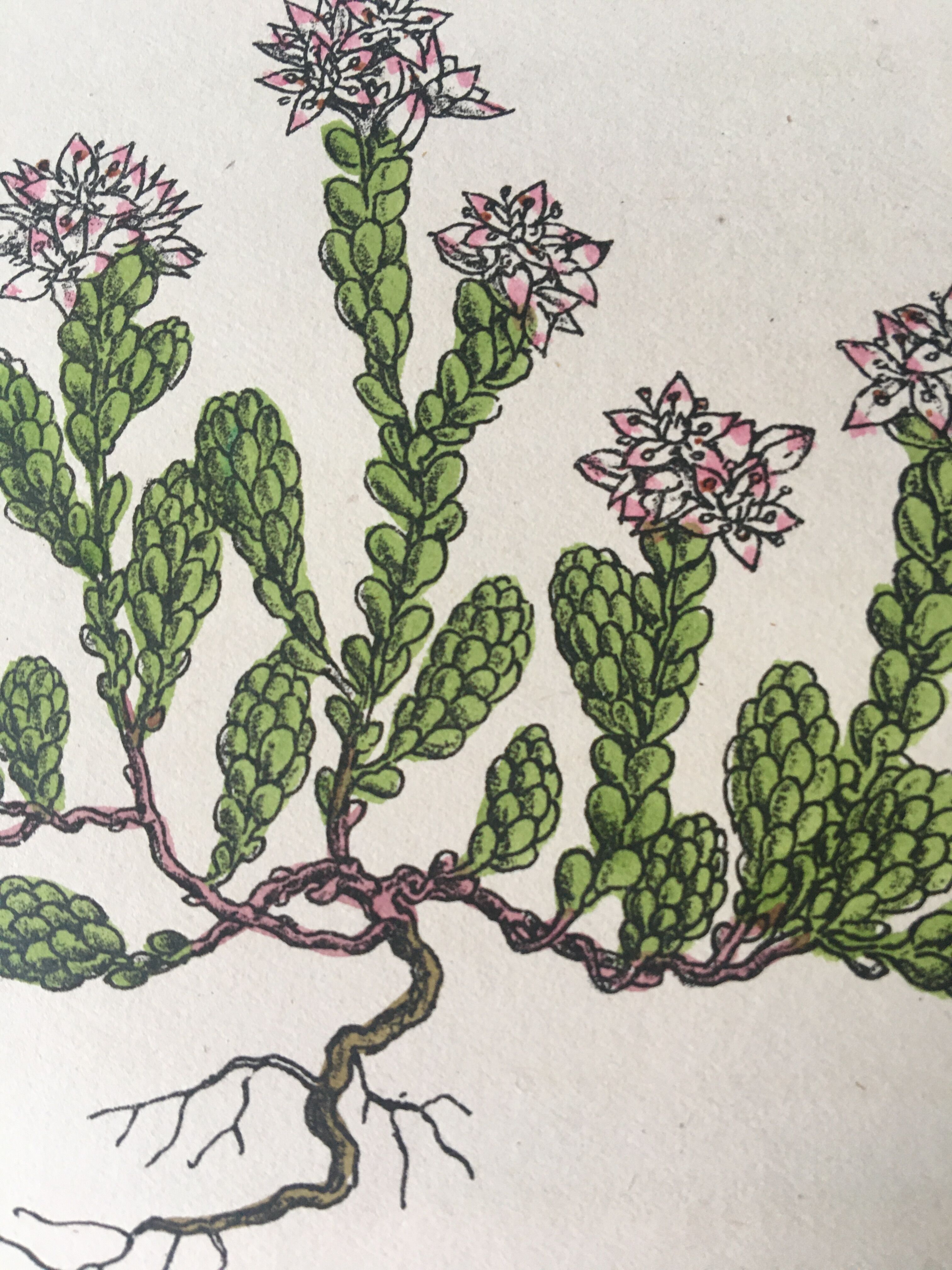 R.Hogg Botanical Boards, 1878