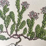 R.Hogg Botanical Boards, 1878