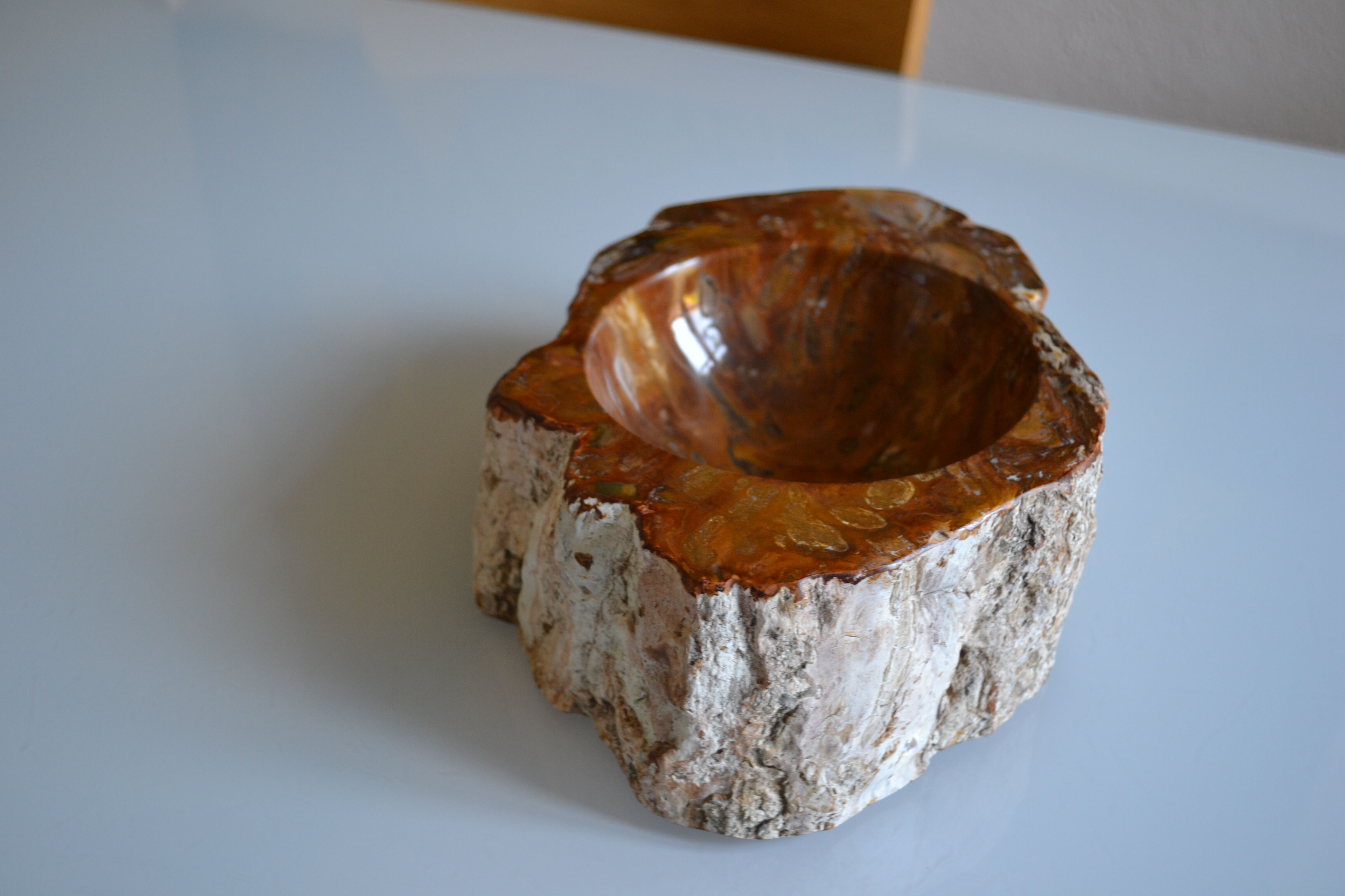 Empty pocket or ashtray in fossilized wood