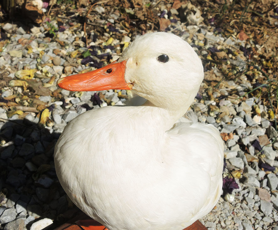 Antique stuffed/albino mallard duck