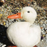 Antique stuffed/albino mallard duck