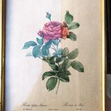 Lithograph PJ Redouté
