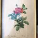 Lithograph PJ Redouté