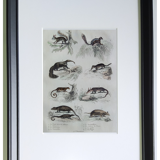 Original zoological plate " little grey of siberia, palmiste,... - buffon 1838