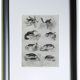 Original zoological plate "Siberian grey heron, palm tree,... - Buffon 1838