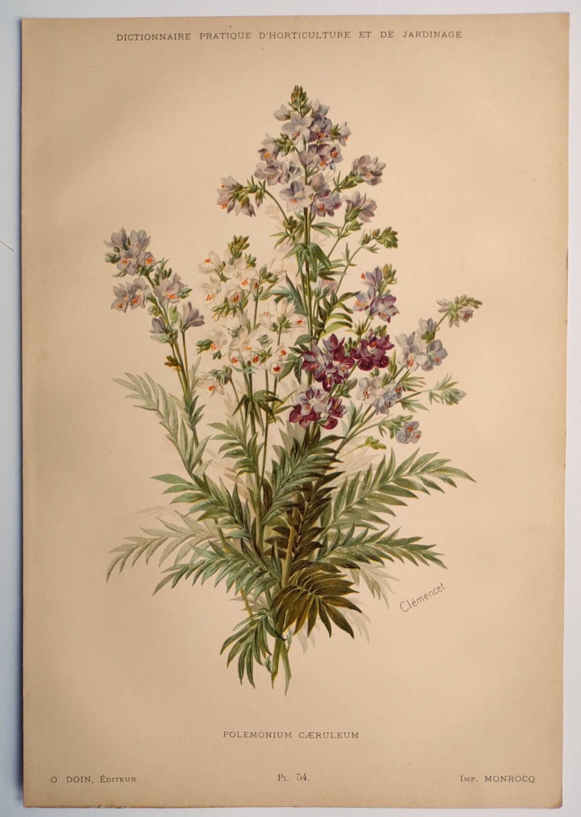 Planche botanique de 1897 - Polémoine Bleue - Gravure originale de fleur de Clemencet