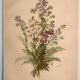 Planche botanique de 1897 - Polémoine Bleue - Gravure originale de fleur de Clemencet