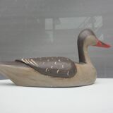 Painted wood-billed red-billed duck